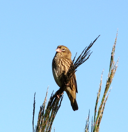 Mystery bird