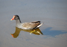 Common Moorhen