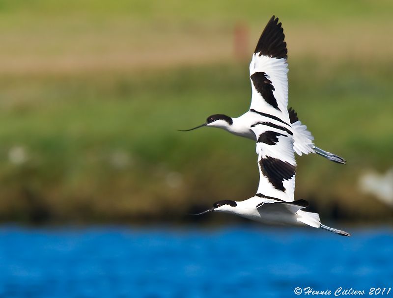 Pied Avocet