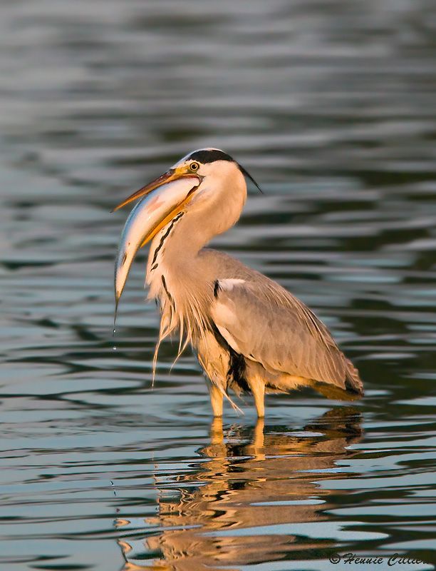 Grey Heron with huge fish