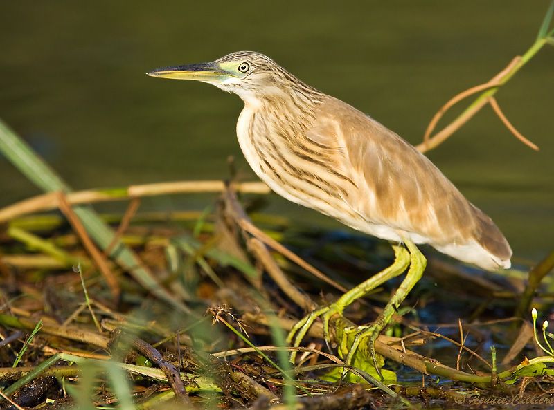 Squacco Heron