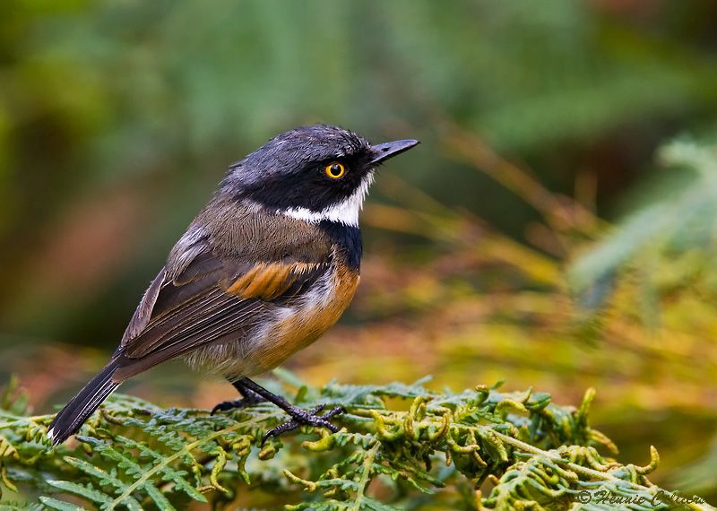 Cape Batis