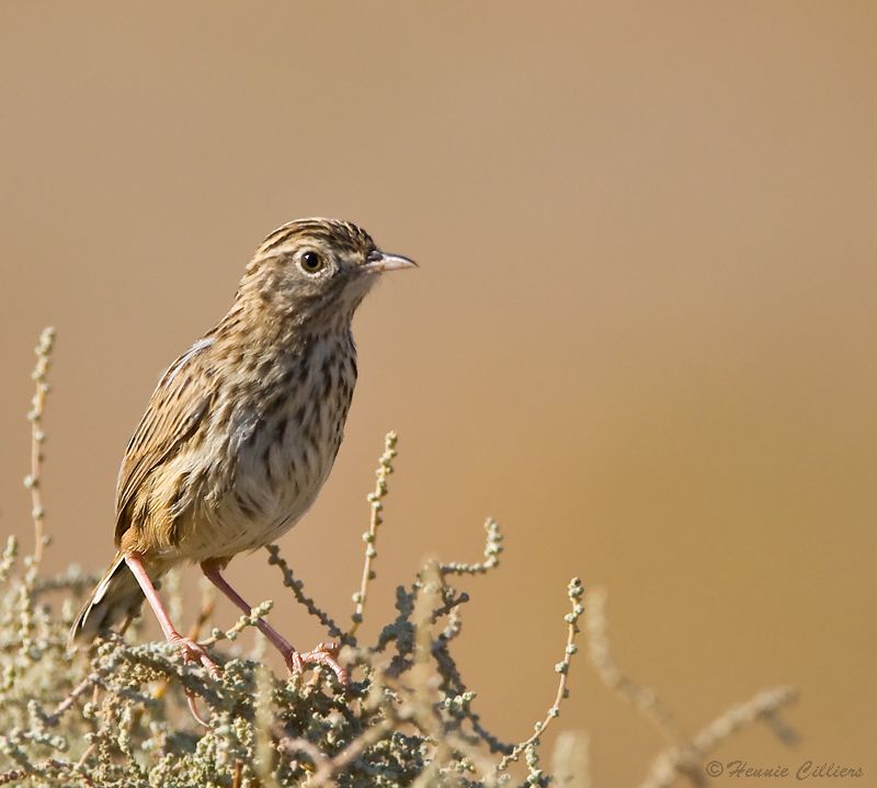 Cloud Cisticola