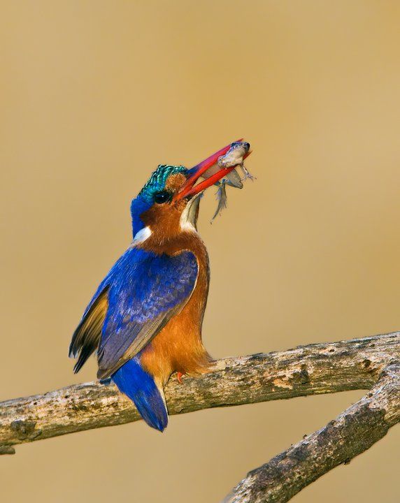 Malachite Kingfisher with frog
