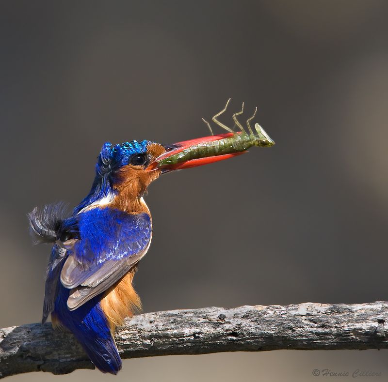 Malachite Kingfisher with locust