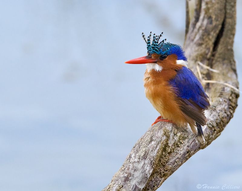 Alcedo cristata