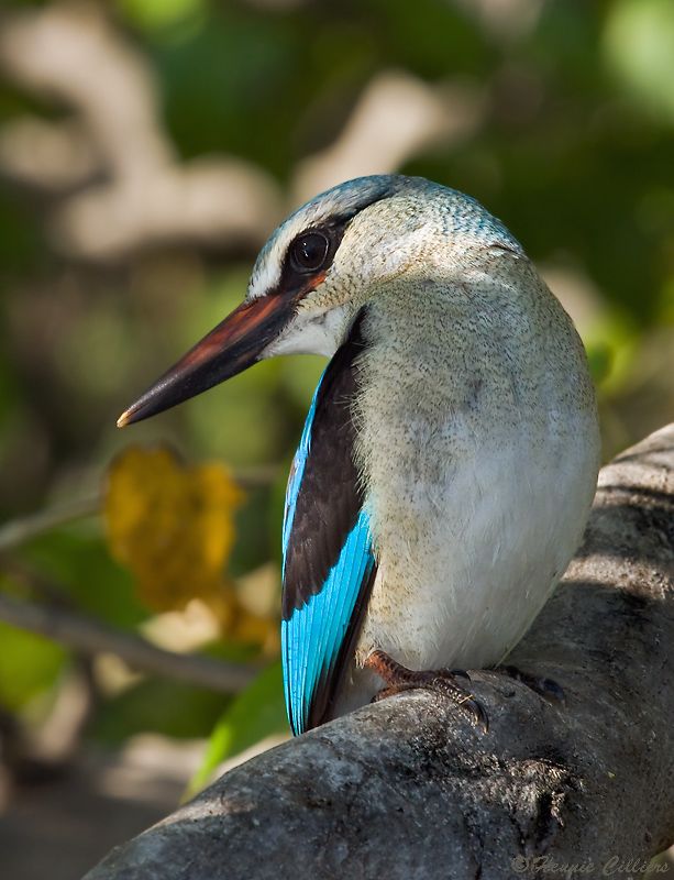 Woodland Kingfisher