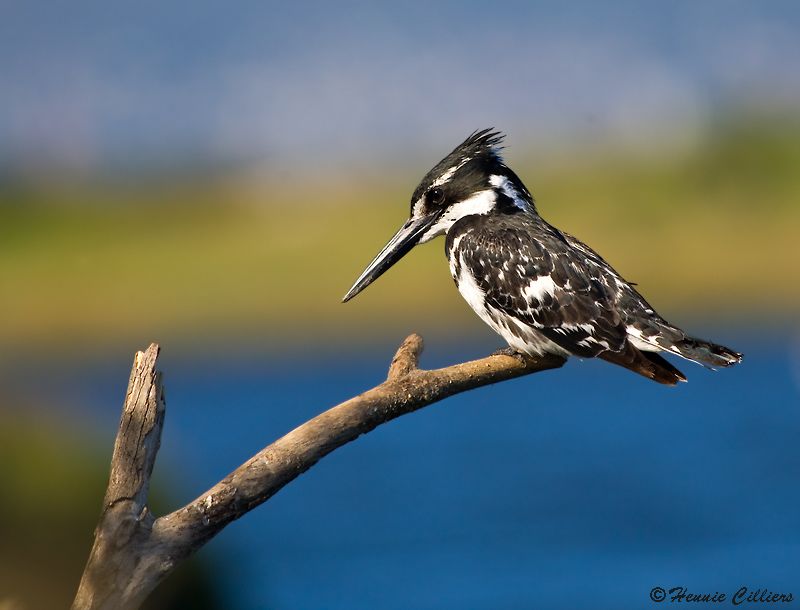 Pied Kingfisher