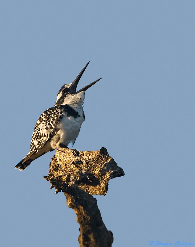 Pied Kingfisher