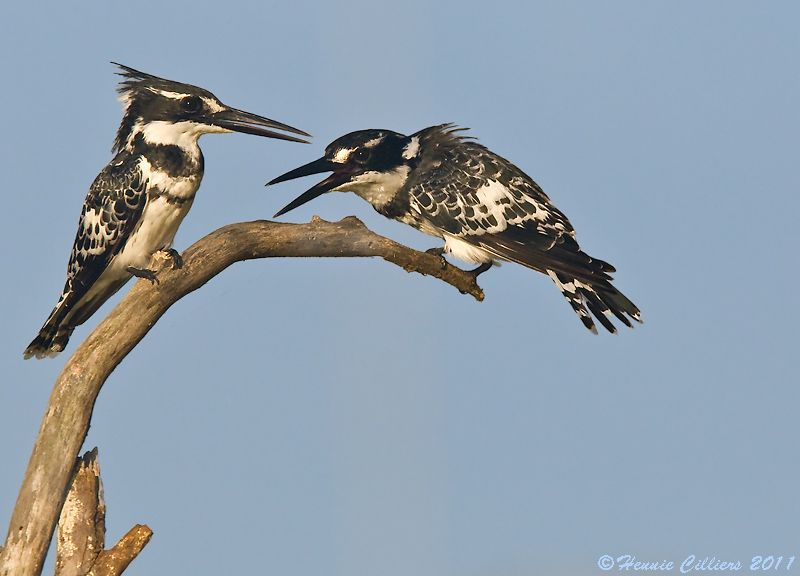 Pied Kingfisher