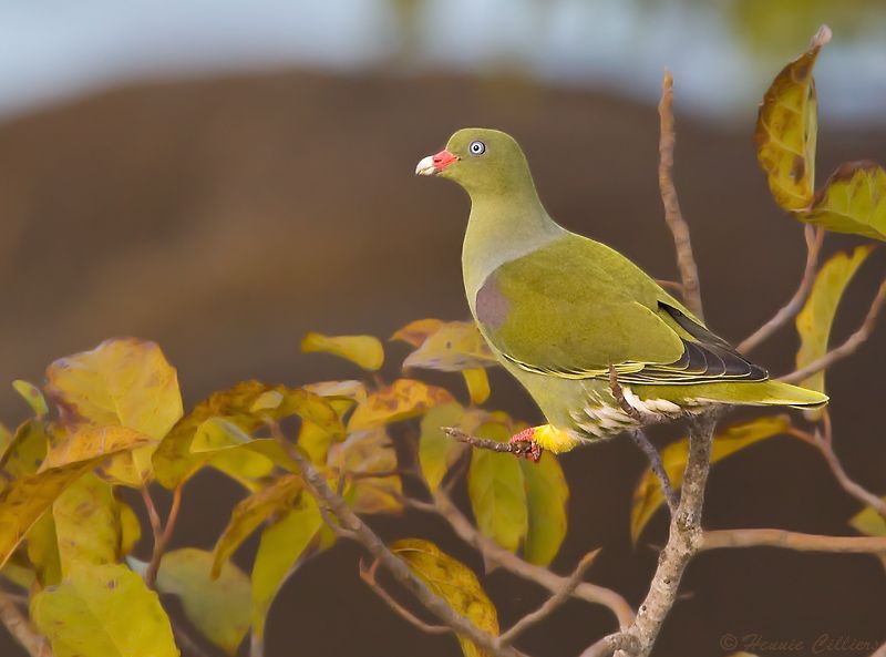African Green-Pigeon