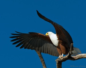 Visarend taking off