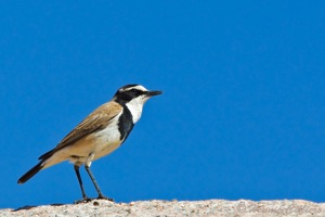 Capped Wheatear
