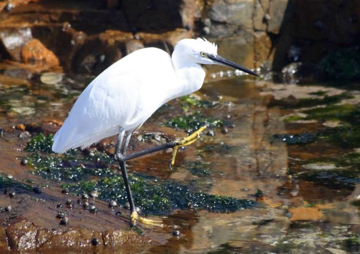 Little Egret