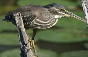 Green-backed Heron