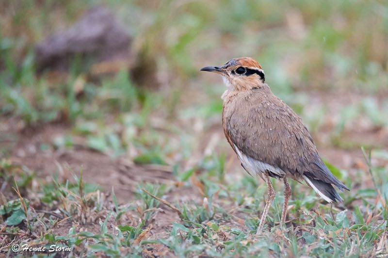 Temminck's Courser