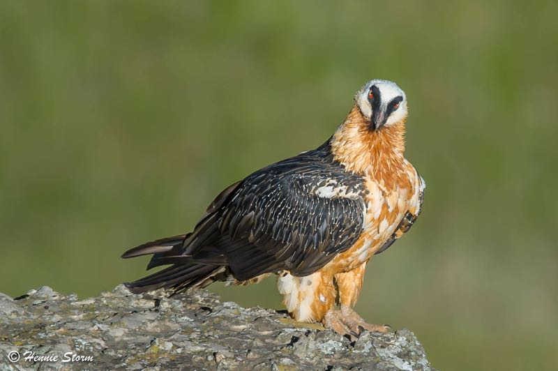 Bearded Vulture