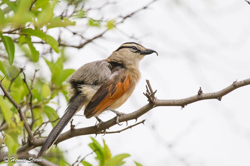 Black-crowned Tchagra
