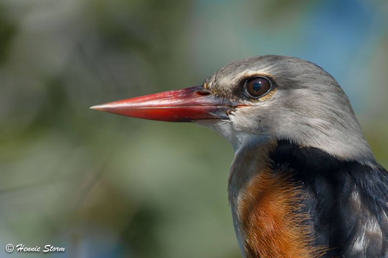 Grey-headed Kingfisher