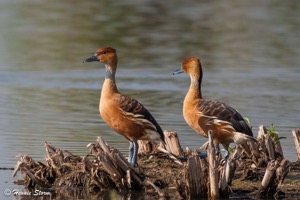 Fulvous Whistling Duck