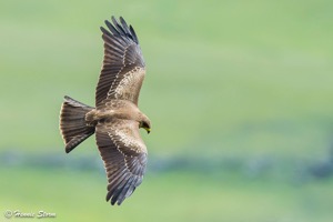Black Kite