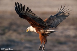 African Fish-Eagle