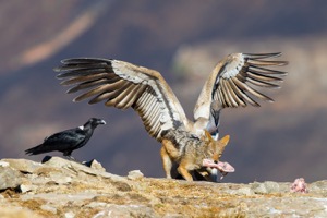 Jackal, White-necked Raven and Cape Vulture competing for a bone