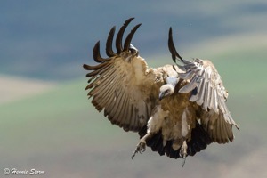 Cape Vulture