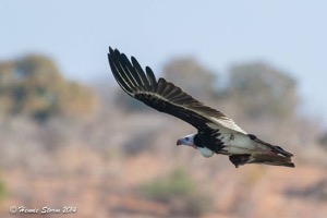 White-headed Vulture