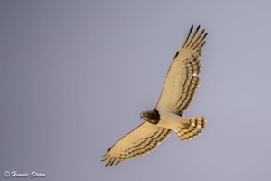 Black-chested Snake-Eagle