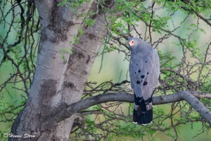 African Harrier-Hawk