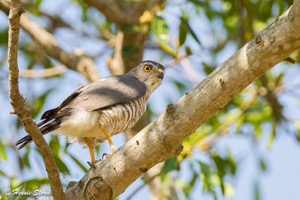 Shikra