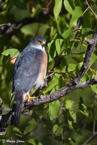 Little Sparrowhawk