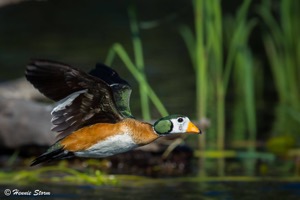 African Pygmy-Goose