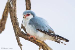 Pygmy Falcon
