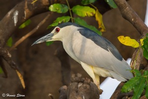 Black-crowned Night-Heron