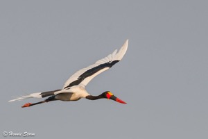Saddle-billed Stork