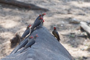 Red-billed Oxpeckers