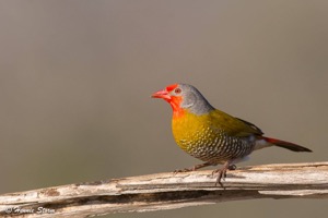Green-winged Pytilia