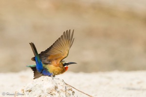 White-fronted Bee-eater just before take off