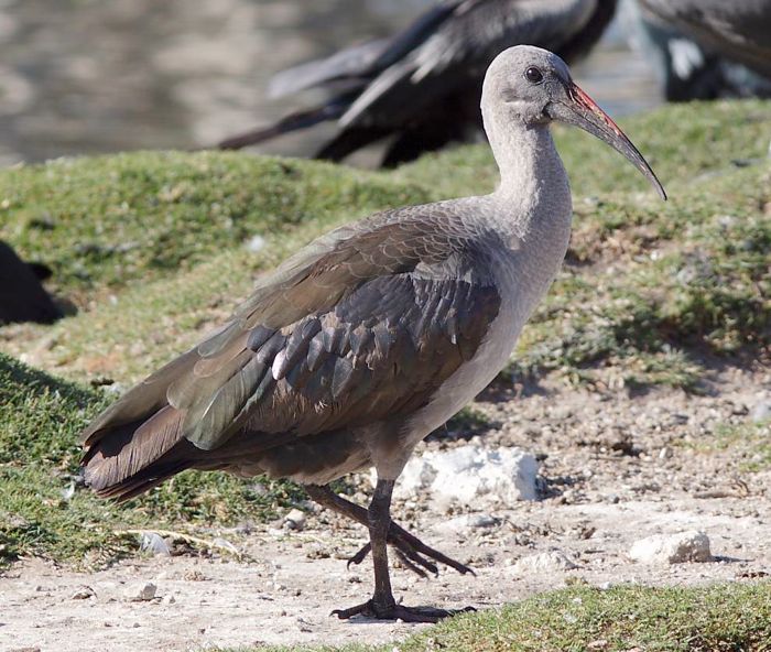 Hadeda Ibis