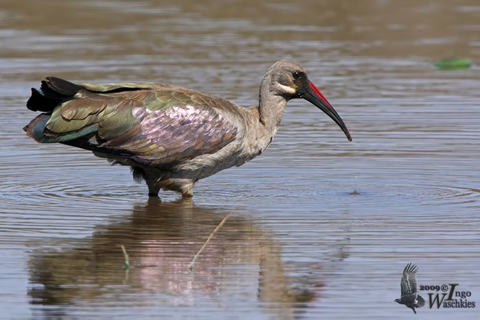 Hadeda Ibis