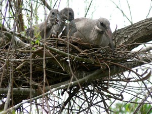 Hadeda Nest with chicks © Willene van der Merwe