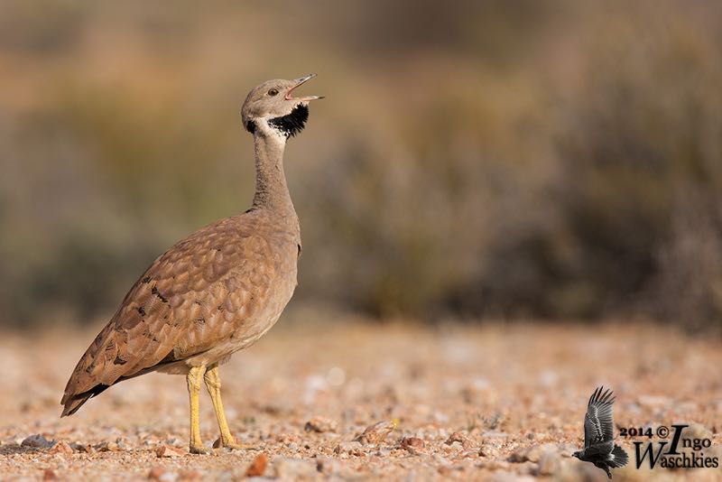 Karoo Korhaan calling
