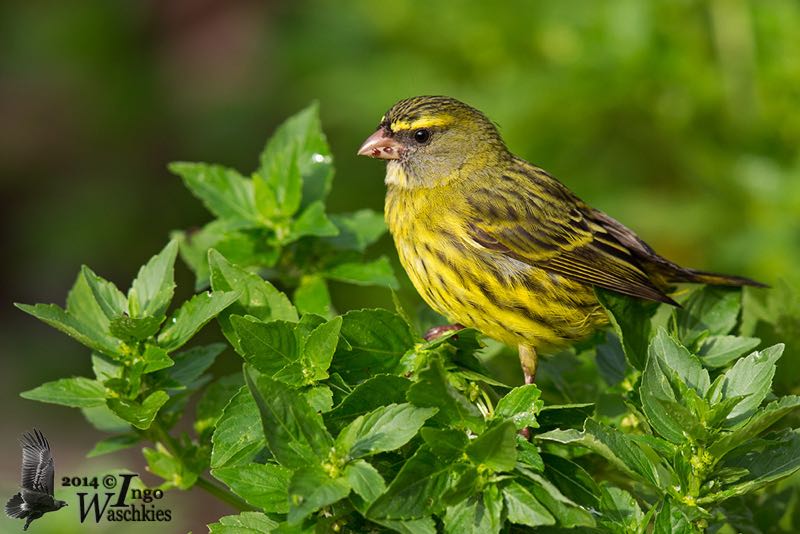 Forest Canary