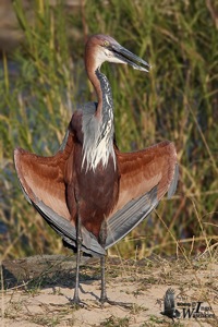 Goliath Heron
