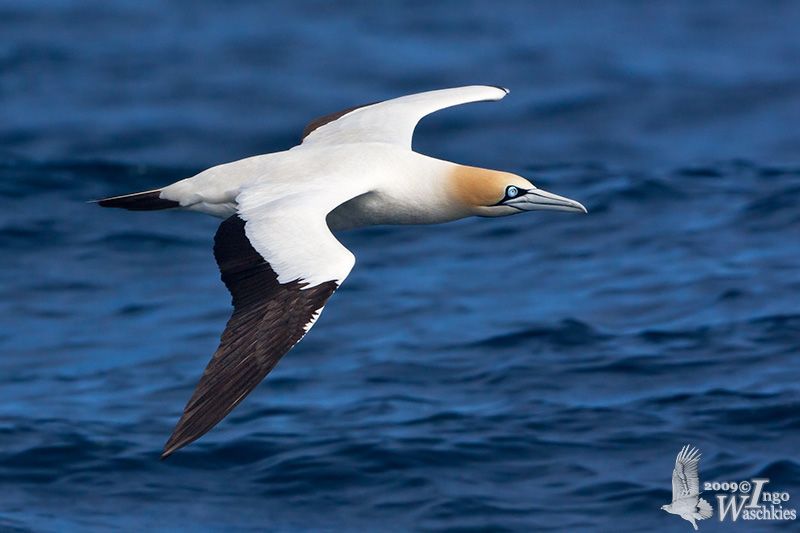 Cape Gannet