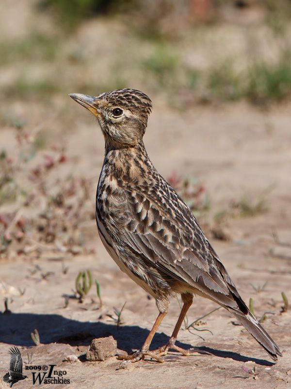 Large-billed Lark
