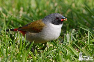 Swee Waxbill