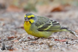 Yellow-fronted Canary